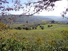 Terreno Agricolo in vendita contrada iconicella Bucchianico (CH)