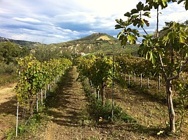 Terreno Agricolo in vendita strada provinciale 14 Bucchianico (CH)