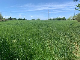 Terreno Agricolo in vendita  Vasto (CH)
