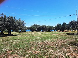 Terreno Edificabile Res. in vendita  Montesilvano (PE)