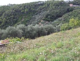 Terreno Edificabile Res. in vendita Casarza Verici Casarza Ligure (GE)
