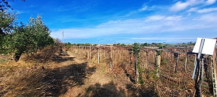 Terreno Agricolo in vendita  Torrevecchia Teatina (CH)