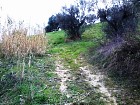 Vendita Terreno Agricolo in V a Casalincontrada