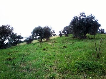 Terreno Agricolo in vendita a Casalincontrada (CH)  foto 2