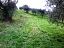 Terreno Agricolo in vendita a Casalincontrada (CH)  foto 5