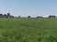 Terreno Agricolo in vendita a Vasto (CH)  foto 5