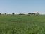 Terreno Agricolo in vendita a Vasto (CH)  foto 9