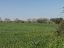 Terreno Agricolo in vendita a Vasto (CH)  foto 7