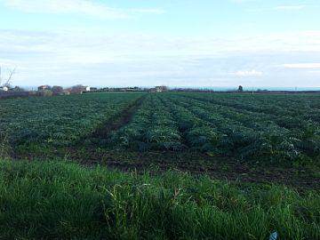 Terreno Agricolo in vendita a Vasto (CH) MOTTA GROSSA foto 4