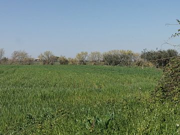 Terreno Agricolo in vendita a Vasto (CH)  foto 7