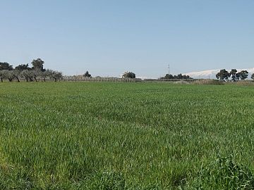 Terreno Agricolo in vendita a Vasto (CH)  foto 5