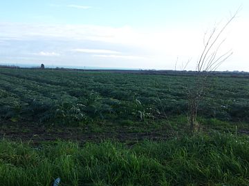 Terreno Agricolo in vendita a Vasto (CH) MOTTA GROSSA foto 5