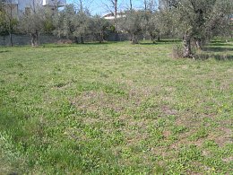 Vendita Terreno Edificabile Res. in V a Cepagatti