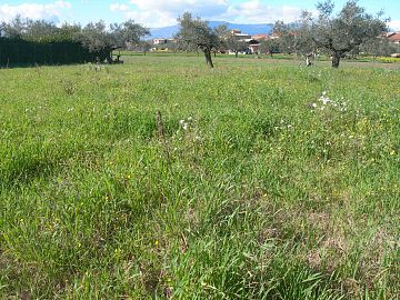 Terreno Edificabile Res. in vendita a Cepagatti (PE) loc. Sant'Agata foto 1