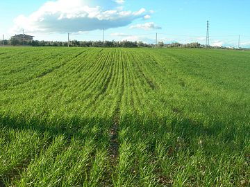 Terreno Edificabile Res. in vendita a Cepagatti (PE) Via Aurora foto 2