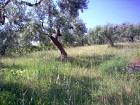 Vendita Terreno Agricolo in V a Francavilla al Mare