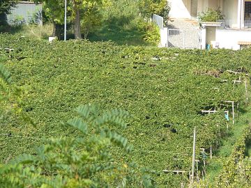 Terreno Edificabile Res. in vendita a Ripa Teatina (CH) Via Chieti foto 3
