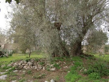 Casale o Rustico in vendita a Siracusa (SR)  foto 2