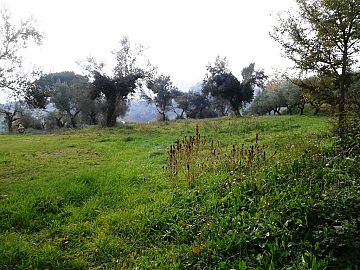 Terreno Agricolo in vendita a Casalincontrada (CH) via alento strada comunale foto 3