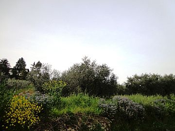 Terreno Edificabile Res. in vendita a Bucchianico (CH) colle sant'antonio foto 6