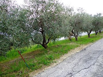 Terreno Edificabile Res. in vendita a Bucchianico (CH) colle sant'antonio foto 3