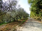 Vendita Terreno Agricolo in V a Chieti