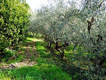 Terreno Agricolo in vendita a Chieti (CH)  foto 3