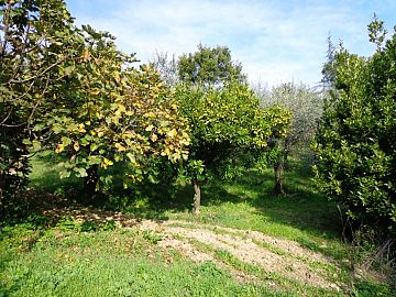 Terreno Agricolo in vendita a Chieti (CH)  foto 4
