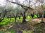 Terreno Agricolo in vendita a Chieti (CH)  foto 5