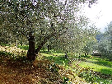 Terreno Agricolo in vendita a Chieti (CH)  foto 6