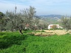 Vendita Terreno Edificabile Res. in V a Casalincontrada