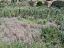 Terreno Agricolo in vendita a Campofelice di Roccella (PA) C/da Olivazza foto 2