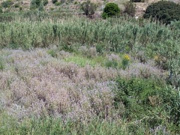 Terreno Agricolo in vendita a Campofelice di Roccella (PA) C/da Olivazza foto 2