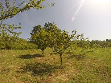Terreno Agricolo in vendita a Bucchianico (CH) strada provinciale 14 foto 7