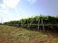 Terreno Agricolo in vendita a San Vito Chietino (CH) contrada sciutico foto 7