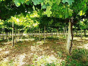 Terreno Agricolo in vendita a San Vito Chietino (CH) contrada sciutico foto 3
