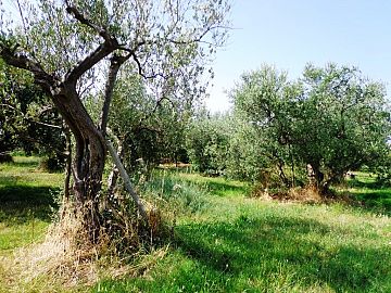 Terreno Agricolo in vendita a San Vito Chietino (CH) contrada sciutico foto 6