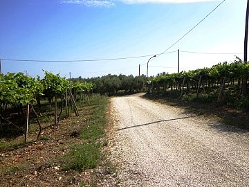 Terreno Agricolo in vendita a San Vito Chietino (CH) contrada sciutico foto 8