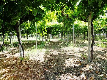 Terreno Agricolo in vendita a San Vito Chietino (CH) contrada sciutico foto 2