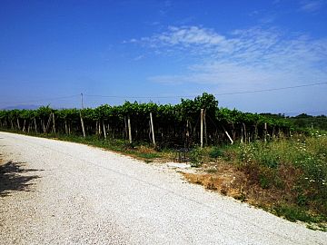 Terreno Agricolo in vendita a San Vito Chietino (CH) contrada sciutico foto 9