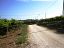 Terreno Agricolo in vendita a San Vito Chietino (CH) contrada sciutico foto 8
