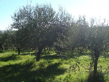 Casale o Rustico in vendita a Pollutri (CH) contrada San Barbato 113 foto 3