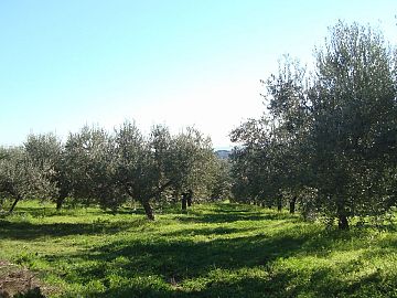 Casale o Rustico in vendita a Pollutri (CH) contrada San Barbato 113 foto 2