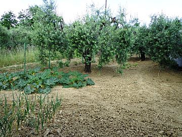 Casale o Rustico in vendita a Casalincontrada (CH) via colle casale foto 4