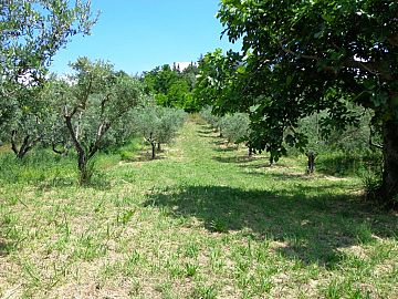 Casale o Rustico in vendita a Casalincontrada (CH) via colle casale foto 11
