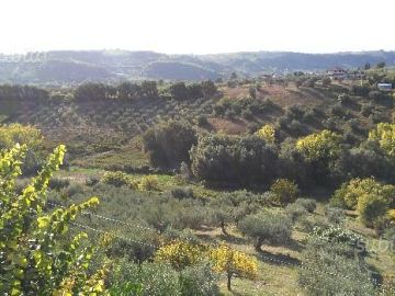 Terreno Edificabile Res. in vendita a Torrevecchia Teatina (CH) via vaschiola foto 4