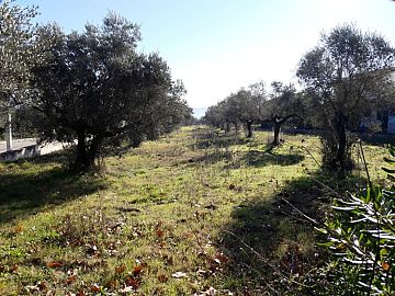 Terreno Edificabile Res. in vendita a Pianella (PE) strada provinciale 83 foto 3