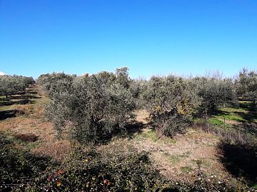 Terreno Edificabile Res. in vendita a Pianella (PE) strada provinciale 83 foto 4