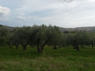 Terreno Agricolo in vendita a Montenero di Bisaccia (CB) contrada colle delle ginestre foto 7
