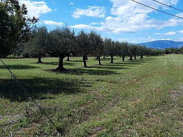 Terreno Edificabile Res. in vendita a Cepagatti (PE) via Forlani foto 1
